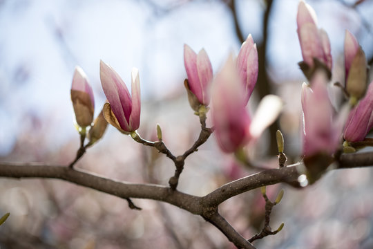 Rosa Magnolienbl&uuml;ten im Fr&uuml;hling 