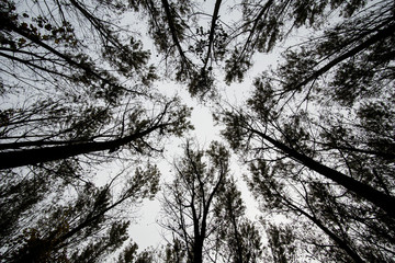 Silhouette of trees from low angle