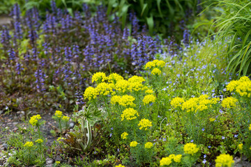 Flower Euphorbia yellow and Flowers Ajuga reptans in the garden