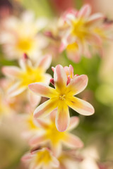 Abstract colorful floral background, with blur and bokeh.