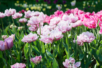 Fototapeta premium Flowers pink tulips in the garden