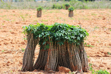 Cassava Tapioca Sticks on Ground ready for plantation