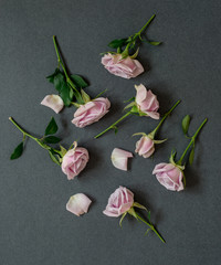Pink roses are on dark paper