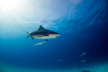 Bull shark Bahamas Bimini
