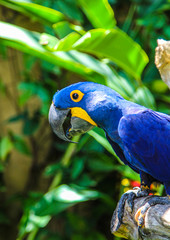 parrot