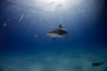 Bull shark Bahamas Bimini