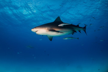 Naklejka premium Bull shark Bahamas Bimini