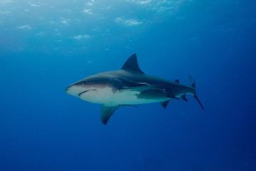 Naklejka premium Bull shark Bahamas Bimini