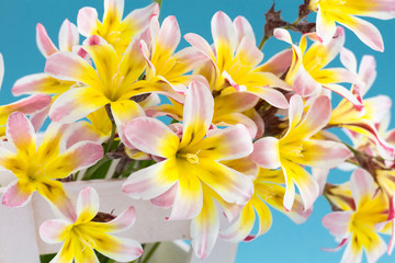 Fototapeta na wymiar Colorful spring flower bouquet, on light blue background.