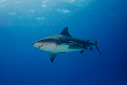 Bull shark Bahamas Bimini