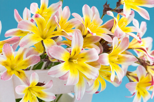 Fototapeta Colorful spring flower bouquet, on light blue background.