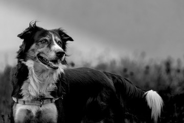 Border collie 