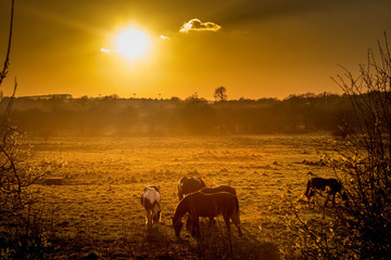 Naklejka premium Glowing Horses