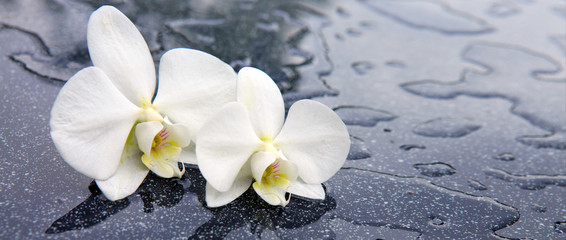 Two white orchid flowers .
