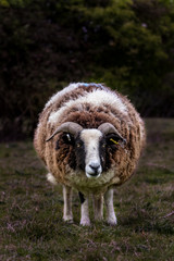 Obraz premium Looking for Trouble