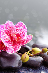 Obraz na płótnie Canvas Zen basalt stones and pink orchid .