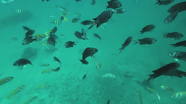 Underwater gopro shot of fishes & coral reefs near pico de loro in Philippines 