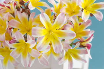 Colorful spring flower bouquet, on light blue background.
