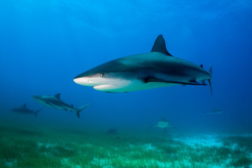 Obraz na płótnie Canvas Reef Shark Bahamas