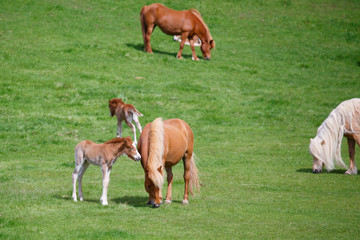 Colts and mare in field