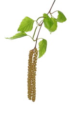 Naklejka premium Young birch branch with leaves isolated on white background, clipping path