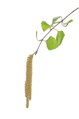 Young birch branch with leaves isolated on white background, clipping path