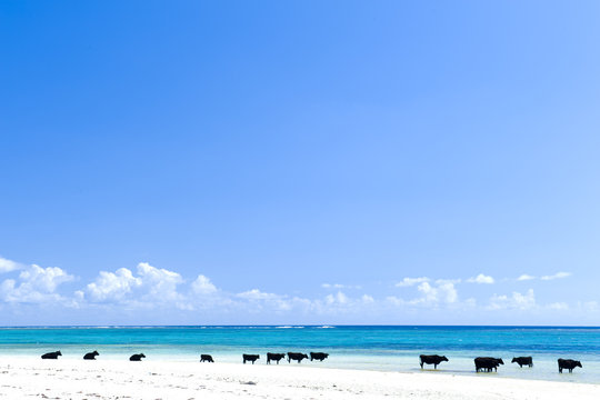 Cows at seaside