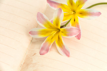 Colorful spring flowers, with blank open diary pages, closeup background.