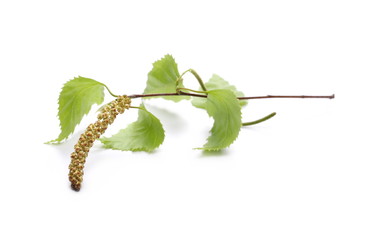 Naklejka premium Młoda brzozy gałąź z liśćmi odizolowywającymi na białym tle