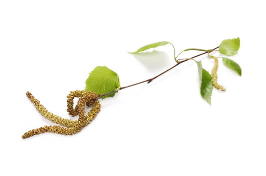 Young birch branch with leaves isolated on white background