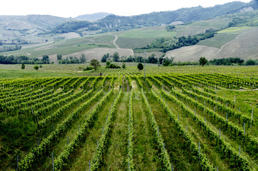 Vineyard in Italian northern valley, in a cloudy day