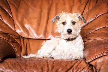 Hund 11