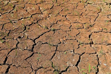 little plant on surface broken brown soil for background