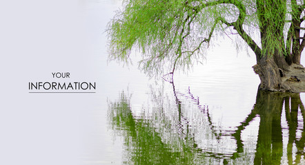 Willow over the water bent branches to the lake