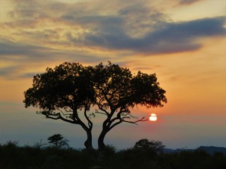 Fototapeta na wymiar Sunset - Madikwe