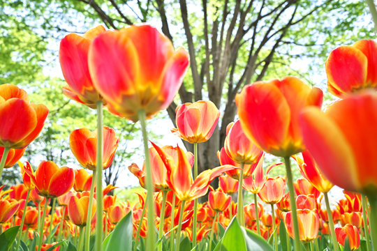 「ラーレ」の写真素材 171件の無料イラスト画像 Adobe Stock