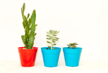 cactus and succulents in colorful pots on white background