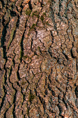 The texture of the tree trunk. Текстура ствола дерева