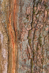 The texture of the tree trunk. Текстура ствола дерева