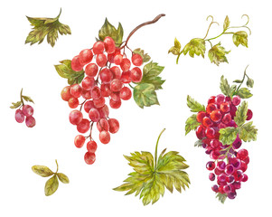 Obraz premium Watercolor set of grapes. Hand-drawn wine berries. Red sweet healthy dessert