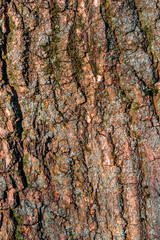 The texture of the tree trunk. Текстура ствола дерева
