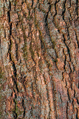 The texture of the tree trunk. Текстура ствола дерева
