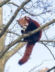 Red panda eating a apple