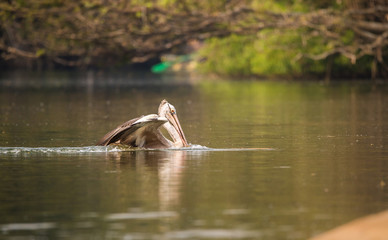 Spot-Billed Pelican (Pelecanus philippensis)