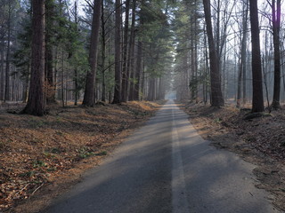Beautiful road in forest with colorful trees in Beskid Mountains landscape at Wapienica near BIELSKO-BIALA in POLAND