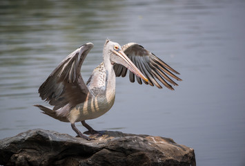 Spot-Billed Pelican (Pelecanus philippensis)
