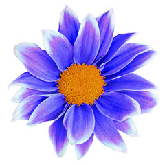 Flower lilac blue Chrysanthemum  with orange center,  isolated on white background. Close-up.  Element of design.