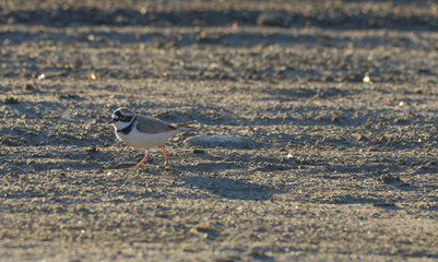 corriere piccolo che cammina sulla sabbia 