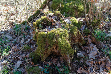 Wooden stump with moss in spring forest, good for meditation and mind cleaning