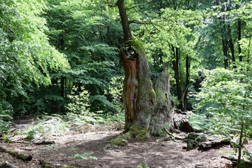 Urwald an der Sababurg